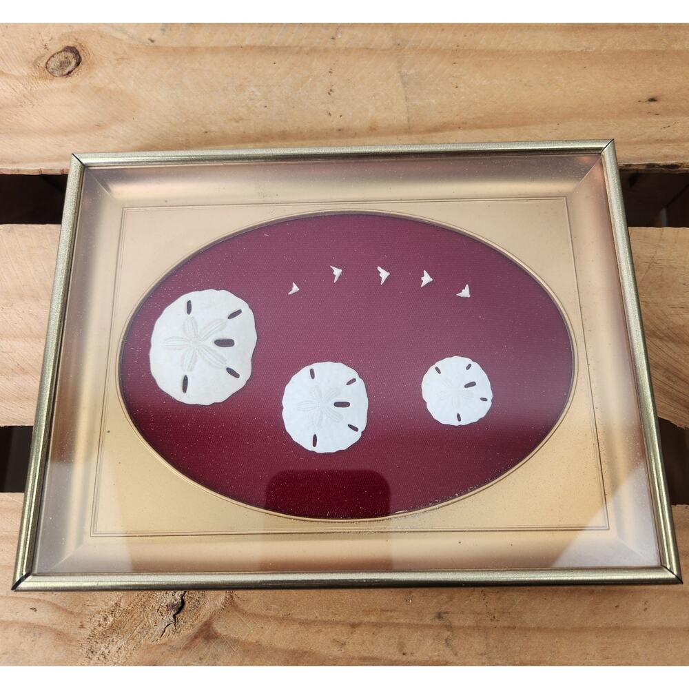 Sand Dollar & Seagull In Gold Tone Shadow box Frame Wall Decor Coastal Beach